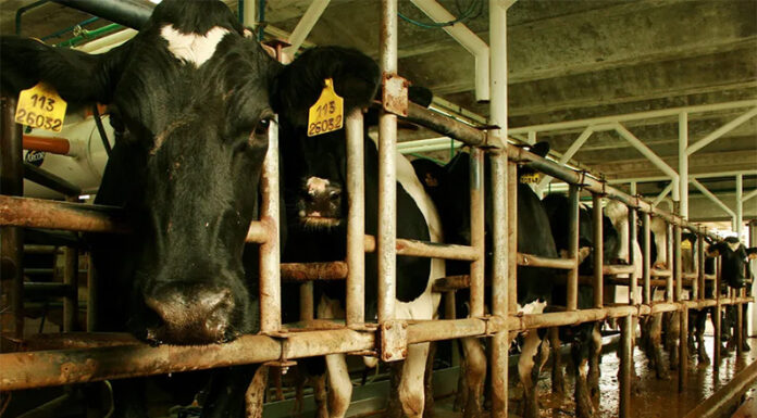 Tambos: en 2025 creció 8% la producción bonaerense y esperan un 2026 con una suba moderada