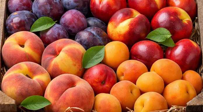 Argentina avanza en la apertura del mercado de China para exportación de frutas de carozo