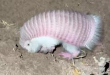 “Hada rosa”: el armadillo más pequeño del mundo reapareció en Mendoza