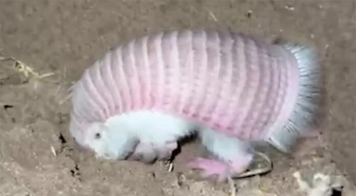 “Hada rosa”: el armadillo más pequeño del mundo reapareció en Mendoza