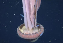 Mar Argentino: captan imágenes de una medusa que puede superar los 10 metros de largo