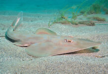 Buscan proteger al “pez guitarra”: se estrenará un documental para fomentar su conservación