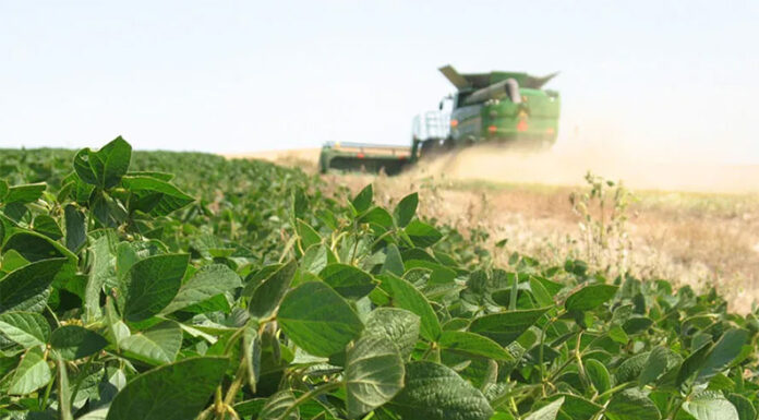 ZÁRATE ZONA SECA: Un informe del INTA San Pedro determinó que enero de 2026 fue el más seco de los últimos 60 años