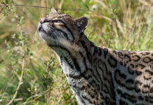 El ocelote “Messi” en el Iberá: cómo fue el traslado de un ejemplar clave para la recuperación de la especie