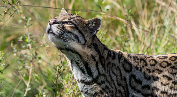 El ocelote “Messi” en el Iberá: cómo fue el traslado de un ejemplar clave para la recuperación de la especie
