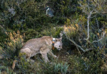 La restauración de la población de pumas en la Patagonia puede aumentar, en condiciones adversas, la vulnerabilidad de colonias de pingüinos