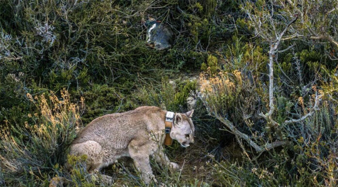La restauración de la población de pumas en la Patagonia puede aumentar, en condiciones adversas, la vulnerabilidad de colonias de pingüinos