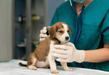 Crecen las prepagas para animales: en Argentina, 8 de cada 10 hogares tienen mascotas