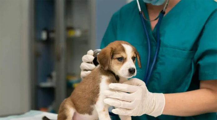 Crecen las prepagas para animales: en Argentina, 8 de cada 10 hogares tienen mascotas