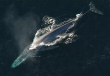 Histórico: lograron observar y fotografiar un ejemplar de ballena azul en las costas de Chubut