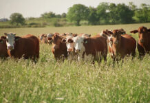 La actividad económica creció 4,4% en 2025 y el Gobierno celebró “máximos históricos” para diciembre