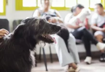 Zárate alcanza las 10.000 castraciones itinerantes y refuerza el control poblacional de mascotas