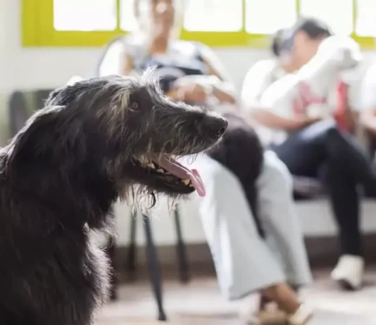 Zárate alcanza las 10.000 castraciones itinerantes y refuerza el control poblacional de mascotas