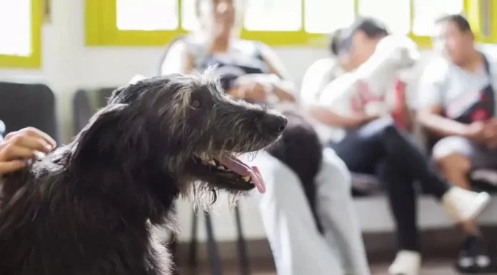 Zárate alcanza las 10.000 castraciones itinerantes y refuerza el control poblacional de mascotas