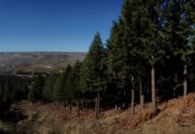 Invasiones Biológicas: Los pinos se fertilizan a sí mismos con su polen e invaden la Patagonia