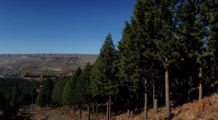 Invasiones Biológicas: Los pinos se fertilizan a sí mismos con su polen e invaden la Patagonia