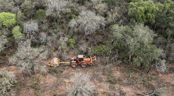 Greenpeace denuncia que aumentó un 40% la pérdida de bosques en el norte