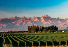 Cuáles son las regiones vitivinícolas más destacadas del mundo