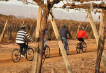 Vinos: en medio de una caída histórica del consumo, el enoturismo sale al rescate de la industria vitivinícola global