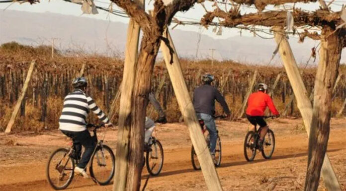 Vinos: en medio de una caída histórica del consumo, el enoturismo sale al rescate de la industria vitivinícola global