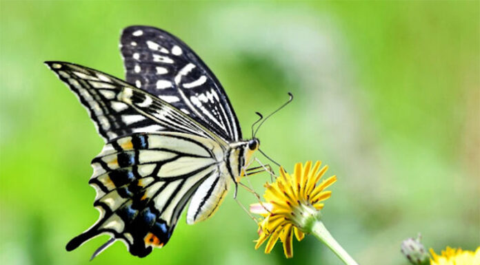 INVESTIGACIÓN: Polinizadores en caída libre