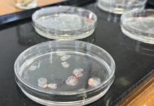 Córneas artificiales hechas de escamas de pescado: cómo este desarrollo podría transformar los trasplantes oculares