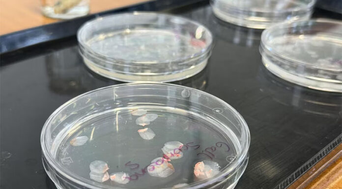 Córneas artificiales hechas de escamas de pescado: cómo este desarrollo podría transformar los trasplantes oculares