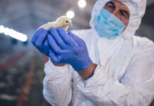 Argentina restituyó su estatus de país libre de influenza aviar altamente patógena