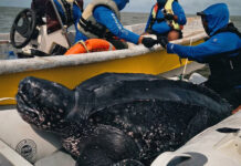 Un rastreo satelital revela por primera vez el viaje de tortugas gigantes en aguas argentinas
