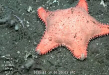 Vidas submarinas: ciencia y arte se conjugan en una experiencia única en el Teatro Argentino de La Plata