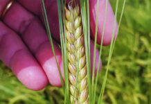 El INTA presentó “Beatriz”, una nueva cebada cervecera con mayor rendimiento y mejor tolerancia al frío