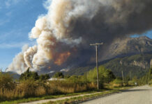 Incendios en Patagonia: Los polinizadores no desaparecen, se refugian en chacras cercanas