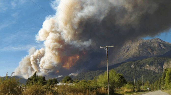 Incendios en Patagonia: Los polinizadores no desaparecen, se refugian en chacras cercanas