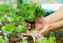 Cultivar sin tierra: la UNLaM y el INTA trabajan en el desarrollo de un sistema hidropónico doméstico basado en tecnología antártica