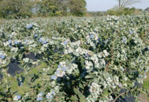 Nuevos arándanos made in Argentina: Desarrollan variedades para responder al mercado internacional