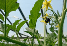 Más rinde y calidad al ritmo del zumbido: ¿Nuevos polinizadores para la horticultura?
