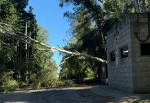 Zárate: se produjo una salida de servicio en zona rural por la caída de árbol dejó sin energía a varios barrios
