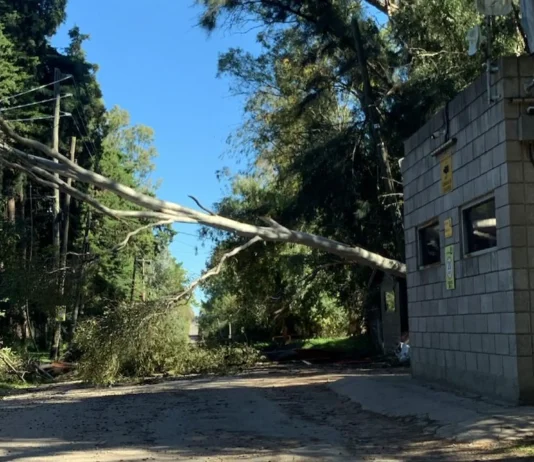 Zárate: se produjo una salida de servicio en zona rural por la caída de árbol dejó sin energía a varios barrios