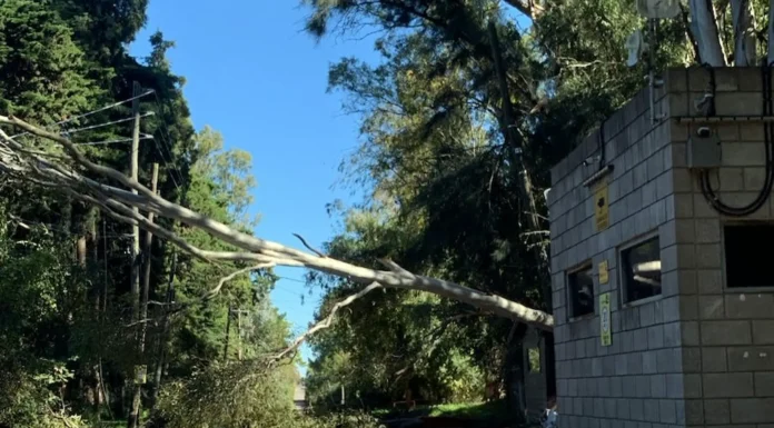 Zárate: se produjo una salida de servicio en zona rural por la caída de árbol dejó sin energía a varios barrios