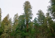 Día Mundial del Árbol: la historia del Hyperion, el ejemplar más alto del planeta