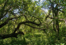Bosques nativos: la Provincia abrió un llamado para financiar planes de conservación