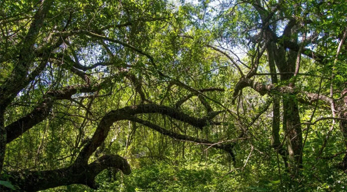 Bosques nativos: la Provincia abrió un llamado para financiar planes de conservación