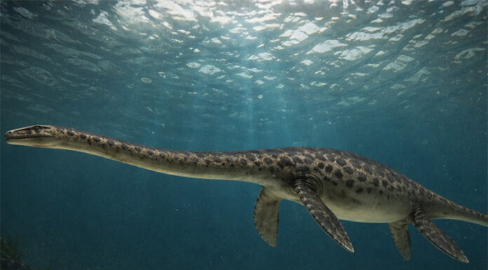 Hallan en la Patagonia argentina el cráneo completo de una especie de plesiosaurio