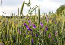 AGRONOMIA: ¿Y si la solución a las malezas resistentes no es usar más herbicidas?