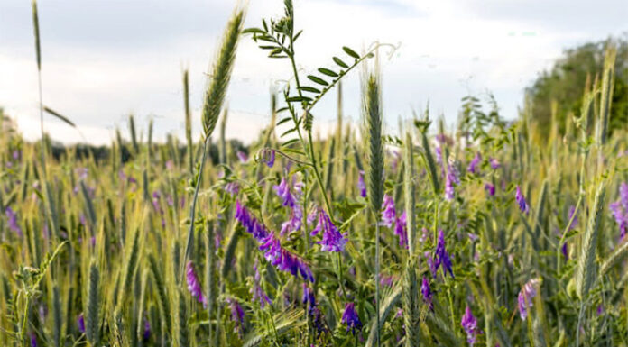 AGRONOMIA: ¿Y si la solución a las malezas resistentes no es usar más herbicidas?