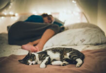 ¿Dormir con tu mascota sí o no? Qué dicen los expertos en higiene del sueño