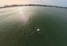 Comenzó la temporada de avistaje de ballenas en las costas de Necochea