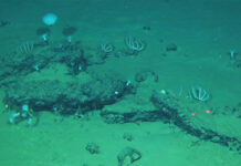 Descubren el cementerio de ballenas más grande y profundo del mundo en el océano Índico