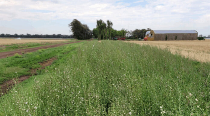 El agro vuelve a mirar la biodiversidad: Bordes vivos, campos más fuertes