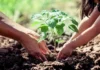 Zárate celebra el Día Mundial del Ambiente con actividades de concientización y una nueva plantación de árboles nativos